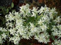 Pryšec vroubený (Euphorbia marginata)