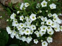 Písečnice (Arenaria)