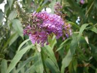 Komule davidova (Buddleia davidii)