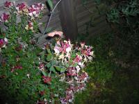 Zimolez ovíjivý s Lišaj vrbkový (Lonicera periclymenum)