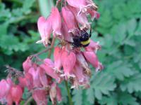 Srdcovka zdobná (Dicentra formosa)