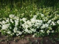 Vesnovka obecná (Lepidium draba)
