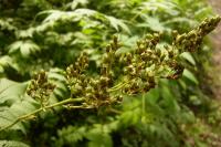 Tavolníkovec jeřábolistý (Sorbaria sorbifolia)