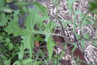 Hulevník lékařský, detail listu (Sisymbrium officinale)