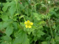 Kuklík městský, květ a plod (Geum urbanum)
