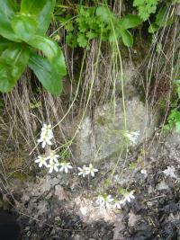 Lomikámen zrnatý (Saxifraga granulata)