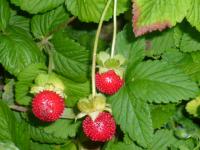 Jahodka indická (Duchesnea indica)