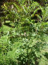 Lékořice lysá (Glycyrrhiza glabra)