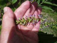 Lékořice lysá, květ (Glycyrrhiza glabra)