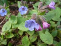 Plícník lékařský