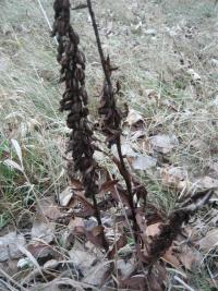 Kruštík širolistý