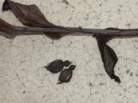 Kruštík širokolistý