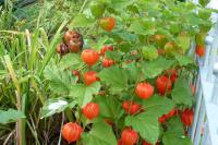 Mochyně židovská (Physalis alkekengi)