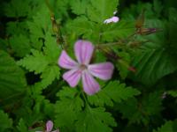 Kakost smrdutý - růžový druh (Geranium robertianum)