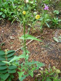 Mléč zelinný, mléč bylinný (Sonchus oleraceus)