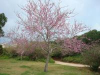 Zmarlika Jidášova - kvetoucí habitus (Cercis siliquastrum)