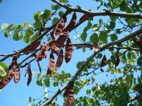 Zmarlika Jidášova (Cercis siliquastrum)