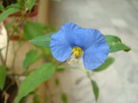 Křížatka obecná (Commelina communis)
