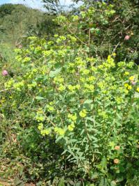 Pryšec lesklý (Euphorbia lucida)
