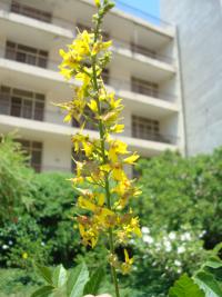 Svitel latnatý (Koelreuteria paniculata)