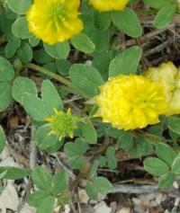 Jetel ladní (Trifolium campestre)
