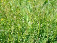 Vikev chlupatá (Vicia hirsuta)