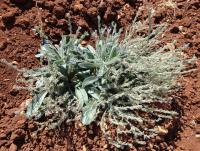 Pilát modrý (Anchusa azurea)