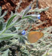 Pilát modrý (Anchusa azurea)