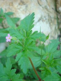 Kakost smrdutý (Geranium robertianum)