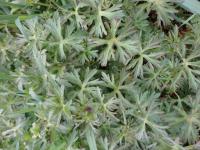 Kakost dlanitosečný (Geranium dissectum)