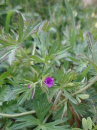 Kakost dlanitosečný (Geranium dissectum)