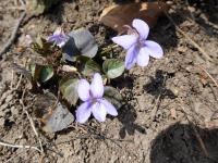 Violka lesní (Viola reichenbachiana)