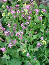 Silenka dvoudoma (Silene dioica)