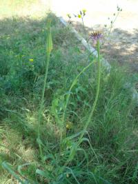 Kozí brada porolistá (Tragopogon porrifolius)