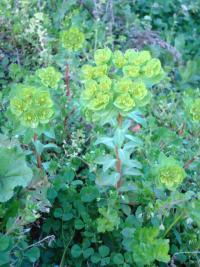 Pryšec kolovratec (Euphorbia helioscopia)