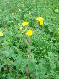 Mléč zelinný (Sonchus oleraceus)