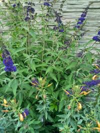 Komule Davidova (Buddleja davidii)
