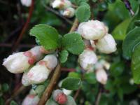 Kdoulovec japonský - bílé květy (Chaenomeles japonica)