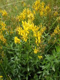Kručinka barvířská (Genista tinctoria)