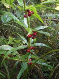 Kokořík přeslenitý (Polygonatum verticillatum)