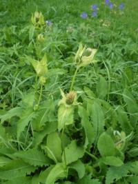 Pcháč zelinný (Cirsium oleraceum)