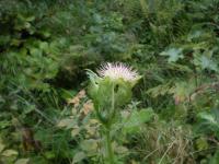 Pcháč zelinný (Cirsium oleraceum)