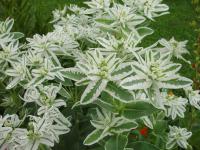 Pryšec vroubený (Euphorbia marginata)