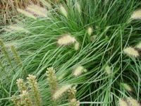Dochan psárkovitý (Pennisetum alopecuroides)