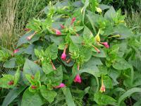 Nocenka zahradní (Mirabilis jalapa)