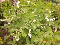 Srdcovka nádherná 'Alba'