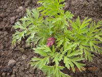 Srdcovka zdobná (Dicentra formosa)