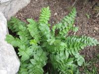 Jirnice modrá (Polemonium caeruleum)