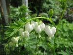 Srdcovka nádherná 'Alba' (Lamprocapnos spectabilis)