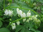 Srdcovka nádherná 'Alba' (Lamprocapnos spectabilis)